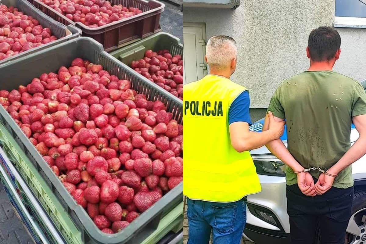 Oszukiwali Przy Sprzeda Y Truskawek Na Naczepie Ci Ar Wki Ukryli