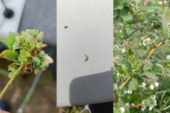 Gąsienice pojawiają się na plantacjach borówki - Komunikat jagodowy UPL 19.04.2024