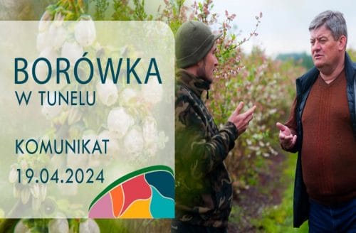 Borówka w tunelu - Zbigniew Marek, 19.04.2024