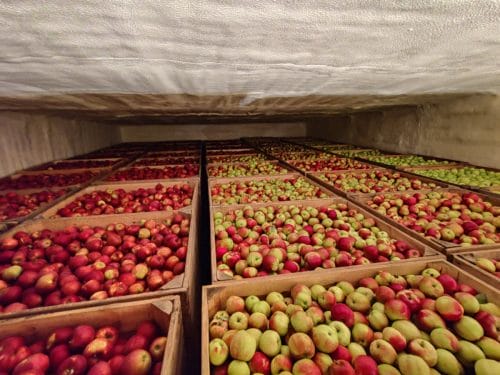 Ceny jabłek nadal za niskie, aby pokryć rosnące koszty