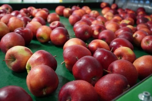Wysoki popyt na rynku UE będzie wspierał ceny jabłek w Polsce 