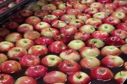Łukaszenka gardzi polskimi jabłkami. Co dalej z eksportem?