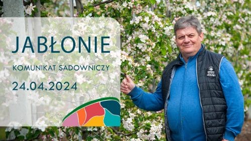 Komunikat sadowniczy Jabłonie - 24.04.2024 - Zbigniew Marek