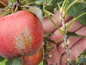 Sadownicze wyzwania końca sezonu – szkody termiczne, rozwój pąków i  przygotowania do zimy