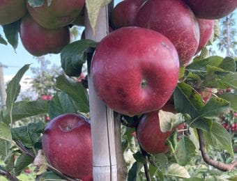 Zalecenia sadownicze UPL 23.10.2025