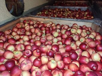 Ciężko sprzedać jabłka