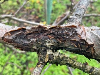 Gala a choroby kory i drewna