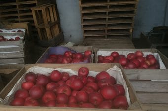 Szybkie zbiory, niskie ceny