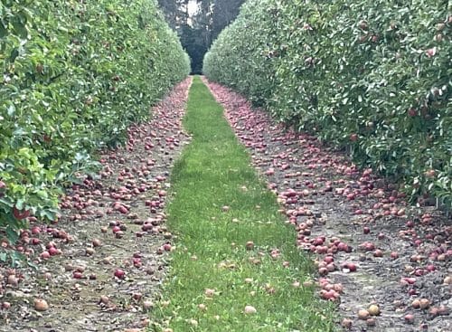 Zabiegi pozbiorcze w sadach jabłoniowych