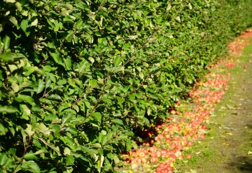 Ciepłe dni przed nami, ale z deszczowymi akcentami