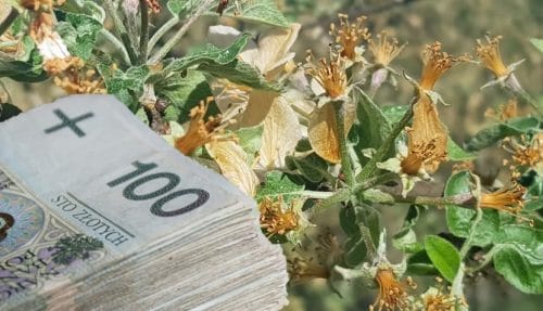 Kiedy ruszy wsparcie dla sadowników? Rząd ma gotowy projekt pomocy