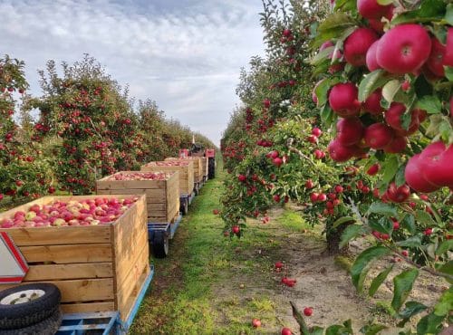 Ciągnikiem po drogach publicznych? Sprawdź, jakie warunki trzeba spełnić