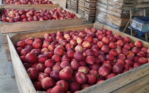 UE chroni rolników: sprawiedliwa cena, prawo do renegocjacji i jawność marż