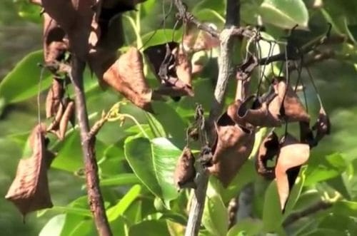 Zaraza ogniowa pustoszy portugalskie sady gruszowe – obowiązkowa likwidacja sadów