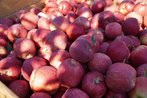 Azja zwiększa import owoców, a Polska intensyfikuje działania promocyjne