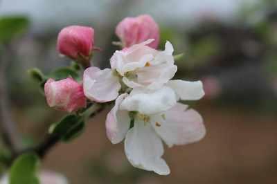 komunikat sadowniczy kwiaty jabloni