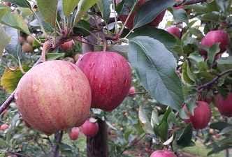 nowe odmiany jabloni