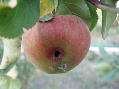 owocowka jablkoweczka ewelina wiacek