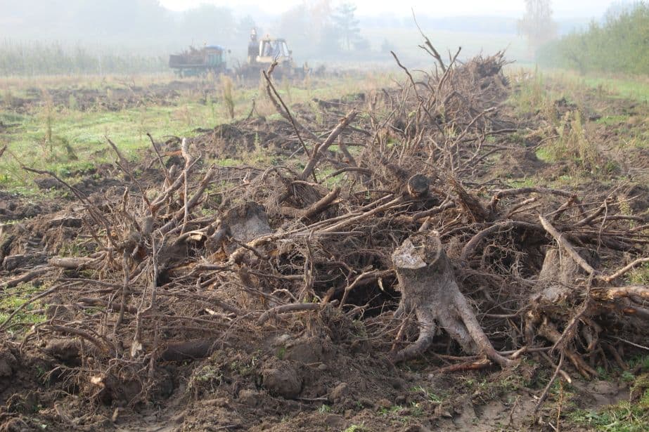 Włosi karczują sady na rzecz uprawy słoneczników?