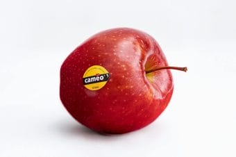 CAMEO® - cenione w Europie jabłko klubowe teraz z polskich sadów 