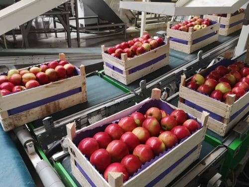 Ile jabłek wyeksportowaliśmy w grudniu?