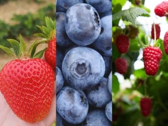 Jak zwiększyć wielkość i jakość owoców?