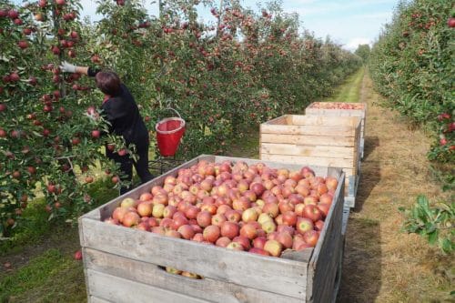Światowy Dzień Jabłka. Ciężki rok dla sadowników