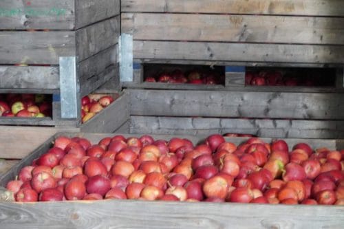 Wiosną czeka nas deficyt jabłek dobrej jakości?