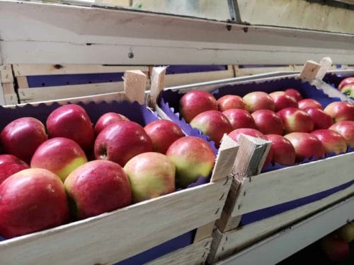 Co z eksportem polskich jabłek do Egiptu? 