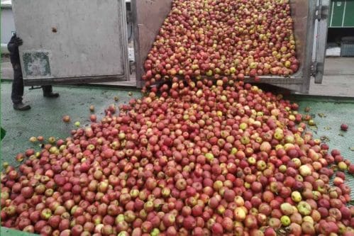 Zakończenie mechanizmu wycofania - 23 czerwca 2022 r. ostatnim dniem dostaw jabłek do zakładów przetwórczych