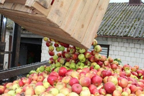 Wypłata nadzwyczajnej pomocy dostosowawczej dla producentów jabłek zakończona 