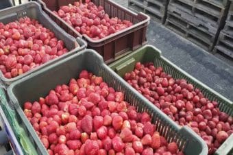 Rosną ceny truskawek na skupach
