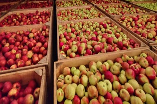 Nadzwyczajna pomoc dla producentów jabłek. Czas na składanie wniosków upływa 30 czerwca br.
