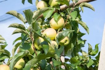 Zabiegi przedzbiorcze – kropka nad i w ochronie jabłek
