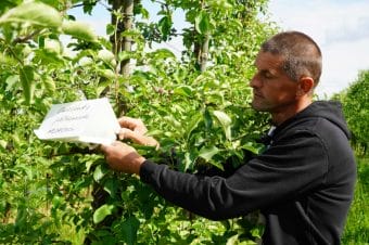 Zwalczanie owocówki jabłkóweczki w sadzie ekologicznym i nie tylko