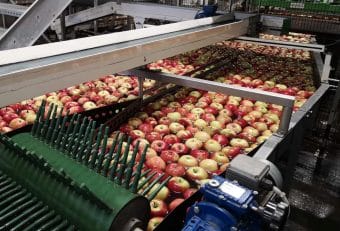 Ceny jabłek na sortowanie [02.01.2023] 