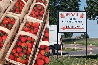 Ceny truskawek w hurcie - Giełda Goławin [Video] 