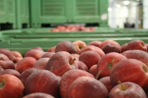 Austria: Dobre zbiory jabłek deserowych i powolny wzrost cen