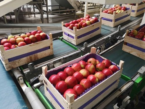 Wyraźny spadek eksportu polskich jabłek 