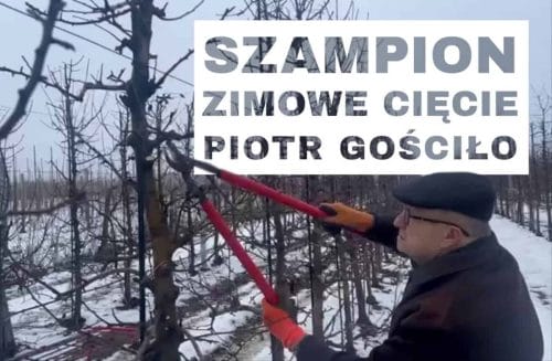 Zimowe cięcie Szampiona – Komunikat Sadowniczy Piotr Gościło