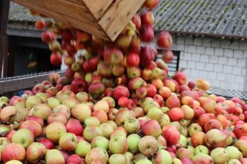 Wzrosła cena jabłek przemysłowych
