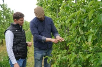 Parch jabłoni – aktualna sytuacja w sadach 28.05.23