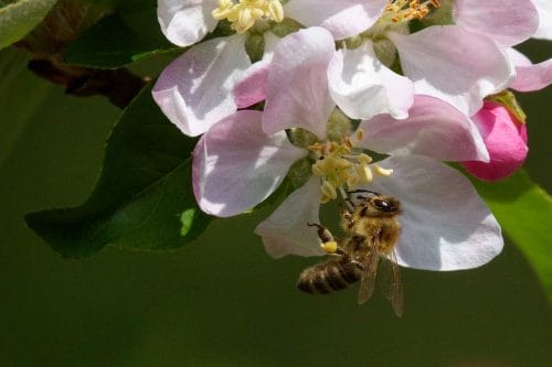 Światowy Dzień Pszczół – o ważnej roli pszczół i wsparciu dla pszczelarzy