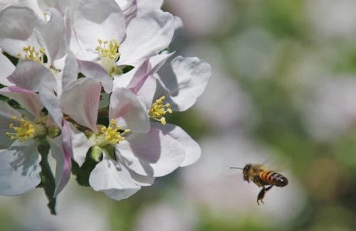 Drony zastępują pszczoły – przyszłość zapylania roślin