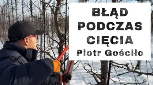 Cięcie zimowe - Komunikat Sadowniczy - Piotr Gościło