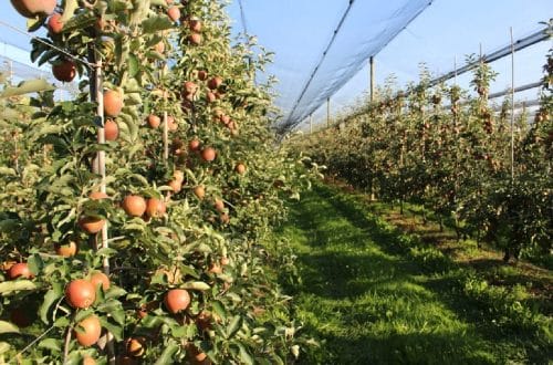 Sadownictwo w obliczu zmian: Co przyniosą najbliższe lata?