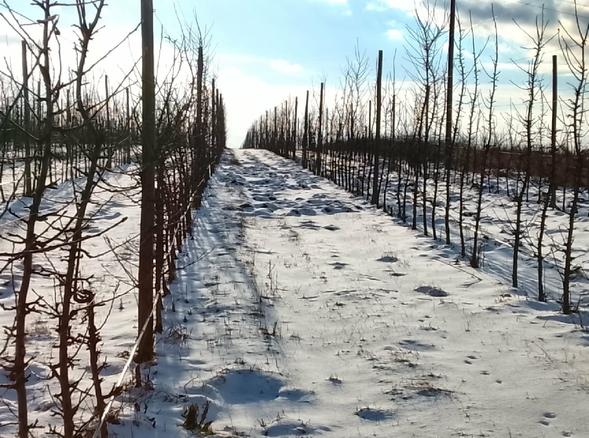 Mróz do –17°C, śnieg i gołoledź przez cały tydzień