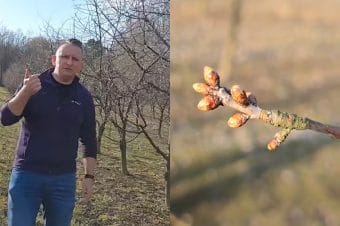 Wiśnia: Pierwsze zabiegi, Dariusz Ziarko 