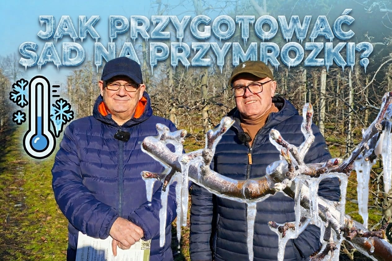 Jak przygotować sad na przymrozki?