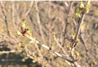 Porzeczka czarna – pierwsze zabiegi, 17.03.2025